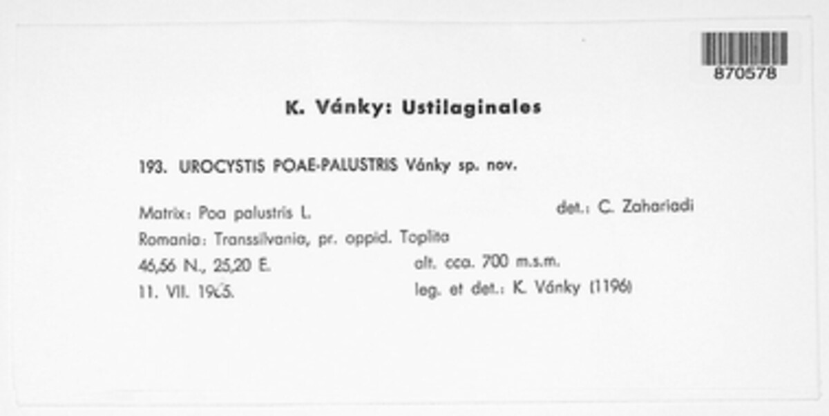 Urocystis poae-palustris image